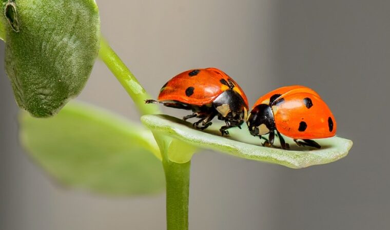 2匹のテントウムシ